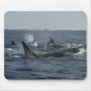 Suche nach killerwal mousepads Meer