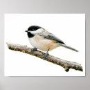 Suche nach chickadee poster Illustration