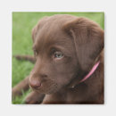 Suche nach labrador welpe magnete Retriever