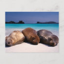 Suche nach seelöwe postkarten Strand