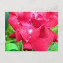 Suche nach blätter postkarten Rose