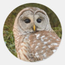 Suche nach eulen augen aufkleber Vogel