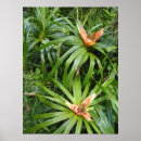 Suche nach exotische poster Botanisch