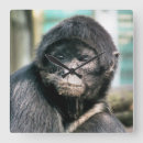 Suche nach nicht meine affen wanduhren Jede person