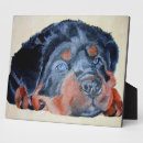 Suche nach rottweiler fotoplatten Welpe