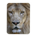 Suche nach löwe magnete Große katze