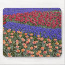 Suche nach tulpe blume mousepads Landschaft