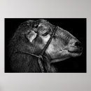 Suche nach weiße schafe poster Vieh