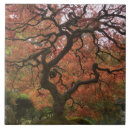 Suche nach japanischer ahorn fliesen Herbst