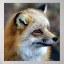 Suche nach profil poster Wild lebende tiere