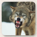 Suche nach grauer wolf untersetzer Natur
