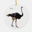 Suche nach strauß ornamente Vogel