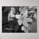 Suche nach plumeria poster Blume