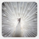 Suche nach weiße federn aufkleber Pfau