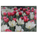 Suche nach rote weiße tulpe Für alle