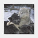 Suche nach wolf magnete Usa