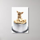 Suche nach yorkshire leinwandbilder Studioschuß