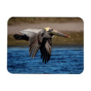 Suche nach pelikane magnete Natur