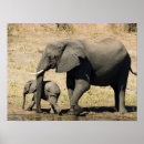 Suche nach baby elefant poster Tier