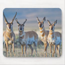 Suche nach antilope mousepads Antelope