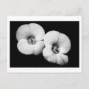 Suche nach dornenkrone postkarten Blume