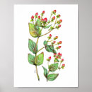 Suche nach rote beeren poster Pflanze