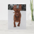 Suche nach vizsla hunde postkarten Schnee
