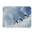 Suche nach kälte magnete Herde