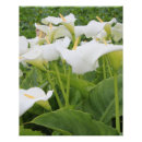 Suche nach calla lily poster Pflanze