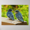 Suche nach schwalbe poster Natur