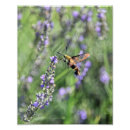 Suche nach kolibris poster Hovering