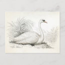 Suche nach schwan postkarten Illustration