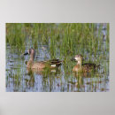 Suche nach männchen poster Avifauna