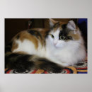 Suche nach gelbe katze poster Jede person