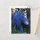 Suche nach papageien postkarten Für sie/ihn