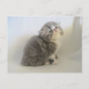 Suche nach persische katze postkarten Fotografie