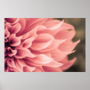 Suche nach dahlie poster Blume