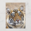 Suche nach tiger tiger postkarten Asiatisch