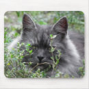 Suche nach die katzenaugen mousepads Katzengesicht