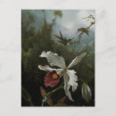 Suche nach martin johnson heade postkarten Orchidee