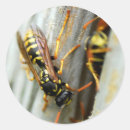 Suche nach wespe aufkleber Tier