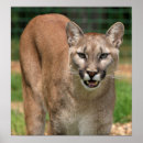 Suche nach cougar poster Katzen