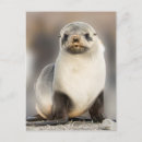 Suche nach robbe postkarten Wilde tiere