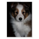 Suche nach die shetlandinseln postkarten Hunde