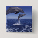 Suche nach bottlenose buttons Delfin