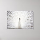 Suche nach weißer pfau leinwandbilder Albino