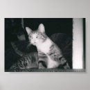 Suche nach neugierige katze poster Haustier