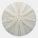 Suche nach seeigel aufkleber Seestern