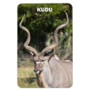 Suche nach kudu Africa