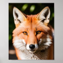 Suche nach roter fuchs poster Tierwelt